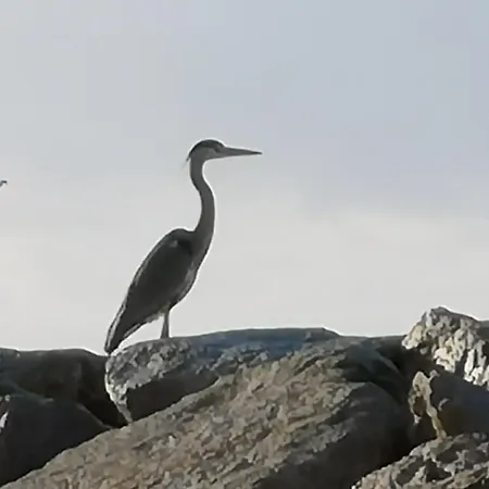 Plage,15 M, Mer, Casa Melissa By Sesimbrasunsea Apartamento *